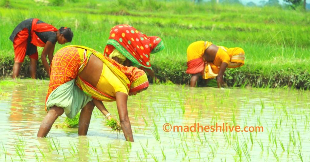 Saptari-Agriculture